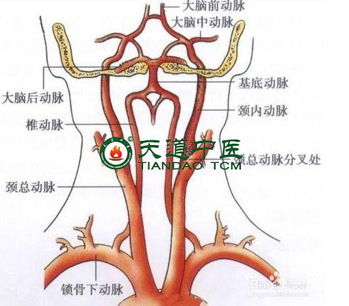 脑血管